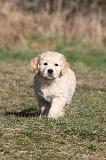 GOLDEN RETRIEVER 057